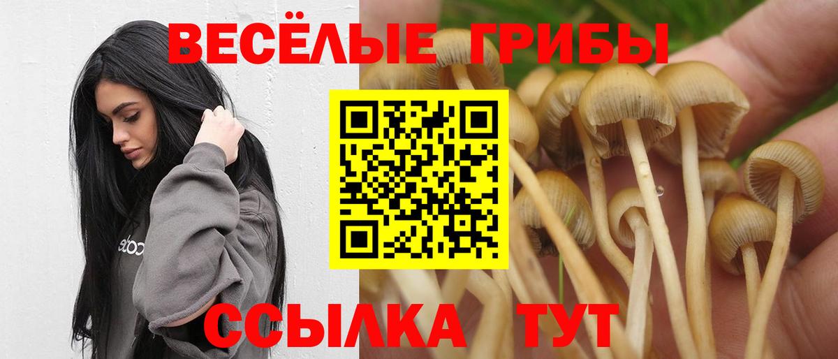 Псилоцибиновые грибы Psilocybe Кимры